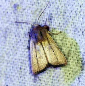 Leucania diatrecta at O'Connor, ACT - 30 Oct 2019 09:33 PM