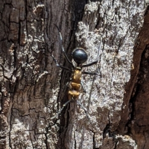 Polyrhachis semiaurata at Jerrabomberra, NSW - 20 Nov 2019