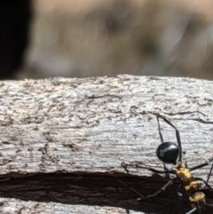 Polyrhachis semiaurata at Jerrabomberra, NSW - 20 Nov 2019