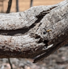 Polyrhachis semiaurata at Jerrabomberra, NSW - 20 Nov 2019 05:35 PM