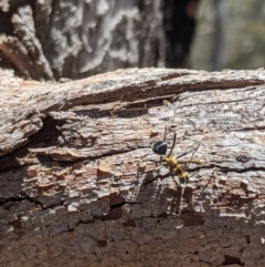 Polyrhachis semiaurata at Jerrabomberra, NSW - 20 Nov 2019 05:35 PM