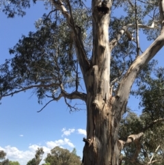 Eucalyptus globulus subsp. bicostata (Southern Blue Gum, Eurabbie) at Federal Golf Course - 17 Nov 2019 by Glynnature
