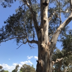 Eucalyptus bicostata (Southern Blue Gum, Eurabbie) at Garran, ACT - 17 Nov 2019 by Glynnature