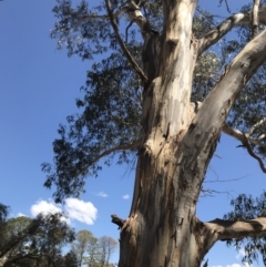 Eucalyptus globulus subsp. bicostata at Garran, ACT - 17 Nov 2019 02:23 PM