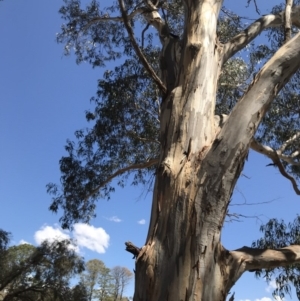 Eucalyptus globulus subsp. bicostata at Garran, ACT - 17 Nov 2019