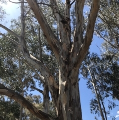 Eucalyptus globulus subsp. bicostata at Garran, ACT - 17 Nov 2019 02:23 PM