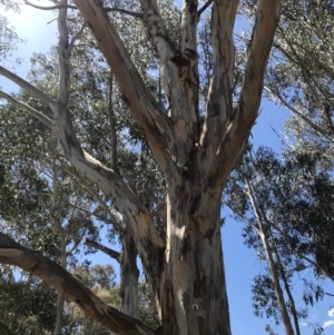 Eucalyptus globulus subsp. bicostata at Garran, ACT - 17 Nov 2019