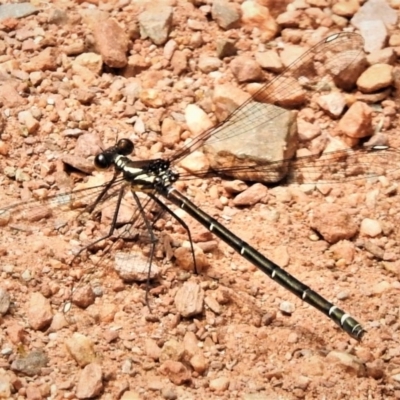 Austroargiolestes calcaris (Powdered Flatwing) at Lower Cotter Catchment - 20 Nov 2019 by JohnBundock