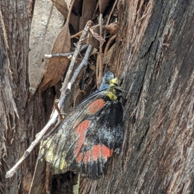 Delias harpalyce (Imperial Jezebel) at Macgregor, ACT - 19 Nov 2019 by MattM