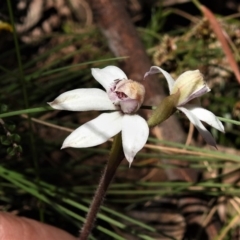 Caladenia alpina (Mountain Caps) at Namadgi National Park - 20 Nov 2019 by JohnBundock