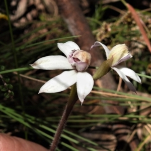 Caladenia alpina at Cotter River, ACT - suppressed