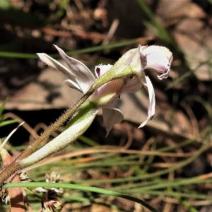 Caladenia alpina at Cotter River, ACT - suppressed