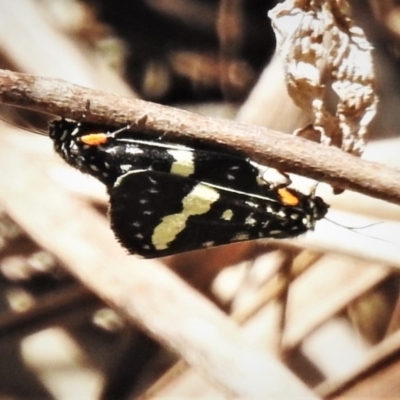 Idalima affinis (A day flying moth) at Cotter River, ACT - 20 Nov 2019 by JohnBundock