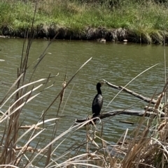 Phalacrocorax carbo (Great Cormorant) at Jarramlee Pond - 20 Nov 2019 by JanetRussell