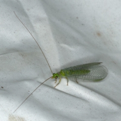 Mallada signatus (Green Lacewing) at Rosedale, NSW - 15 Nov 2019 by jb2602