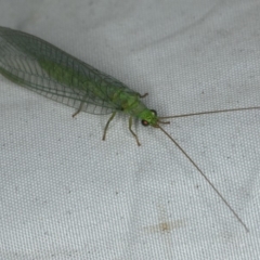 Unidentified Other primitive insect at Rosedale, NSW - 15 Nov 2019 by jbromilow50