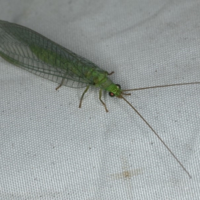 Mallada signatus at Rosedale, NSW - 15 Nov 2019 by jb2602