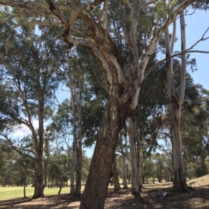 Eucalyptus melliodora at Garran, ACT - 17 Nov 2019