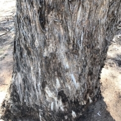 Eucalyptus melliodora at Garran, ACT - 17 Nov 2019