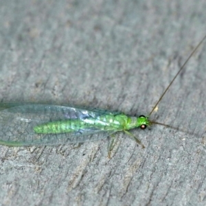 Mallada tripuncatatus at Rosedale, NSW - 15 Nov 2019 08:29 PM