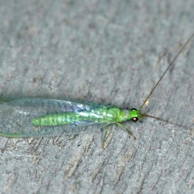 Mallada tripuncatatus (Three-spot Green Lacewing) at Rosedale, NSW - 15 Nov 2019 by jb2602