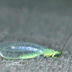 Mallada tripuncatatus at Rosedale, NSW - 15 Nov 2019