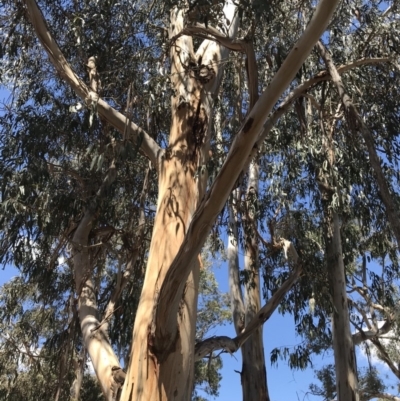 Eucalyptus bicostata (Southern Blue Gum, Eurabbie) at Garran, ACT - 17 Nov 2019 by Glynnature