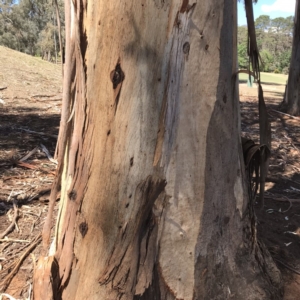 Eucalyptus globulus subsp. bicostata at Federal Golf Course - 17 Nov 2019