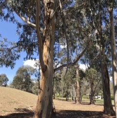 Eucalyptus globulus subsp. bicostata at Federal Golf Course - 17 Nov 2019