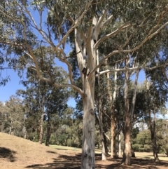 Eucalyptus bicostata (Southern Blue Gum, Eurabbie) at Federal Golf Course - 17 Nov 2019 by Glynnature