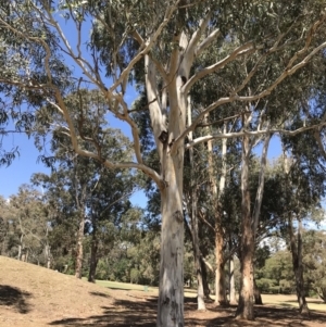 Eucalyptus globulus subsp. bicostata at Federal Golf Course - 17 Nov 2019 02:38 PM