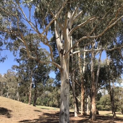 Eucalyptus globulus subsp. bicostata (Southern Blue Gum, Eurabbie) at Garran, ACT - 17 Nov 2019 by Glynnature