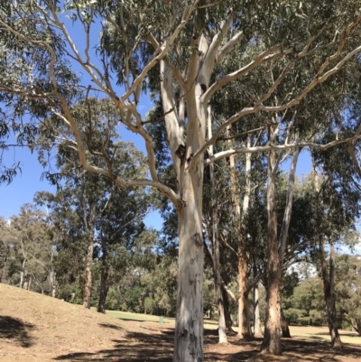 Eucalyptus bicostata (Southern Blue Gum, Eurabbie) at Federal Golf Course - 17 Nov 2019 by Glynnature