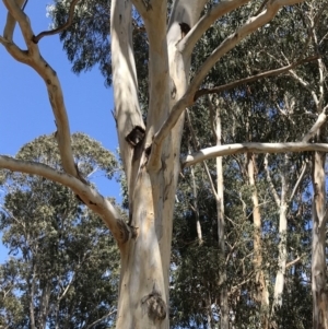 Eucalyptus globulus subsp. bicostata at Federal Golf Course - 17 Nov 2019 02:38 PM