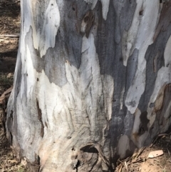 Eucalyptus globulus subsp. bicostata at Federal Golf Course - 17 Nov 2019 02:38 PM