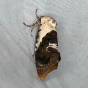 Hypertropha chlaenota at Rosedale, NSW - 15 Nov 2019 10:38 PM