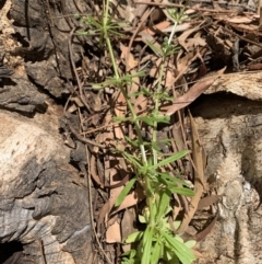 Galium aparine (Goosegrass, Cleavers) at Jarramlee Pond - 20 Nov 2019 by JanetRussell