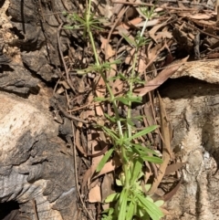 Galium aparine (Goosegrass, Cleavers) at Dunlop, ACT - 20 Nov 2019 by JanetRussell
