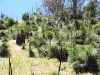 Xanthorrhoea glauca subsp. angustifolia (Grey Grass-tree) at Narrangullen, NSW - 28 Nov 2016 by Timberpaddock