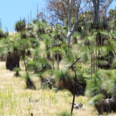 Xanthorrhoea australis (Austral Grass Tree, Kangaroo Tails) at Narrangullen, NSW - 28 Nov 2016 by Timberpaddock