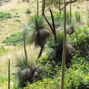 Xanthorrhoea glauca subsp. angustifolia at Narrangullen, NSW - suppressed