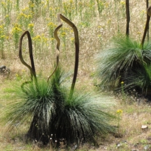 Xanthorrhoea glauca subsp. angustifolia at Narrangullen, NSW - suppressed