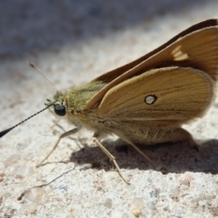 Trapezites luteus (Yellow Ochre, Rare White-spot Skipper) at Bruce, ACT - 20 Nov 2019 by Laserchemisty