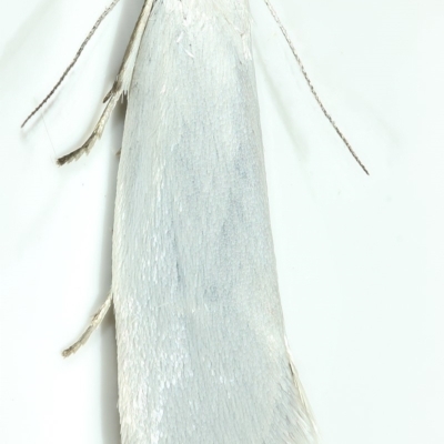 Zacorus carus (Wingia group moth) at Kambah, ACT - 20 Nov 2019 by Marthijn
