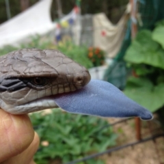 Tiliqua scincoides scincoides (Eastern Blue-tongue) at Quaama, NSW - 11 Dec 2017 by FionaG