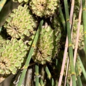 Casuarina cunninghamiana subsp. cunninghamiana at Dunlop, ACT - 20 Nov 2019