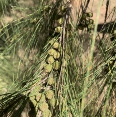 Casuarina cunninghamiana subsp. cunninghamiana at Dunlop, ACT - 20 Nov 2019