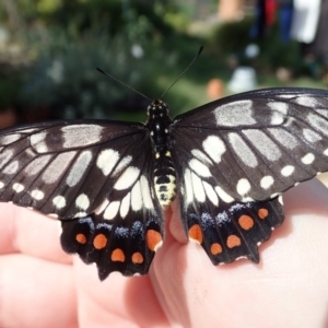 Papilio anactus at Spence, ACT - 20 Nov 2019