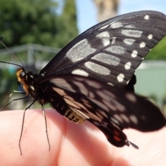 Papilio anactus at Spence, ACT - 20 Nov 2019 02:31 PM