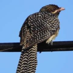 Eudynamys orientalis (Pacific Koel) at Aranda, ACT - 20 Nov 2019 by KMcCue